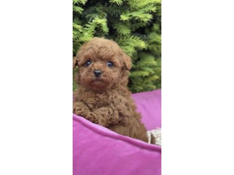 Toy poodle köpeği
