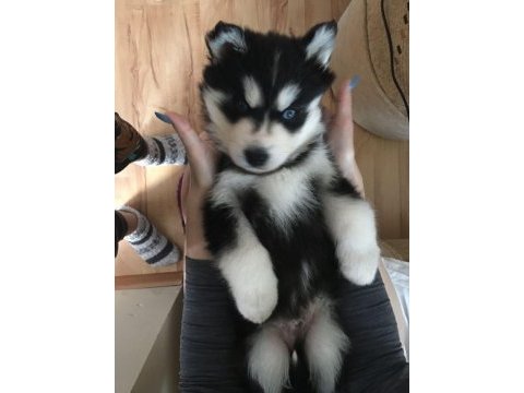 Husky cinsi 2 aylık yavrularımız