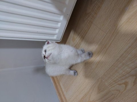 Scottish fold paşam hazır