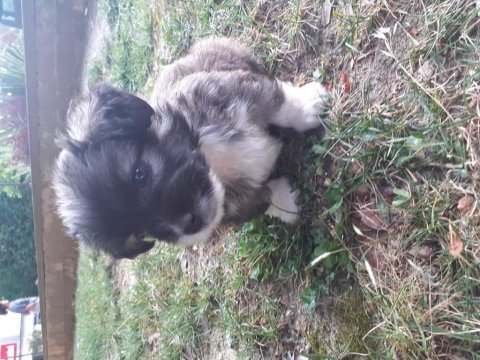 Minik acil terrier yavru