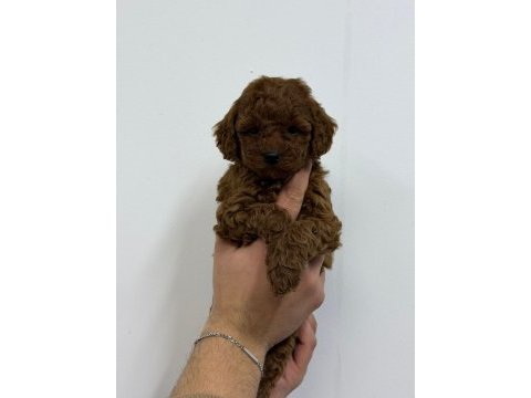 Irk garantili evinizin neşesi toy poodle