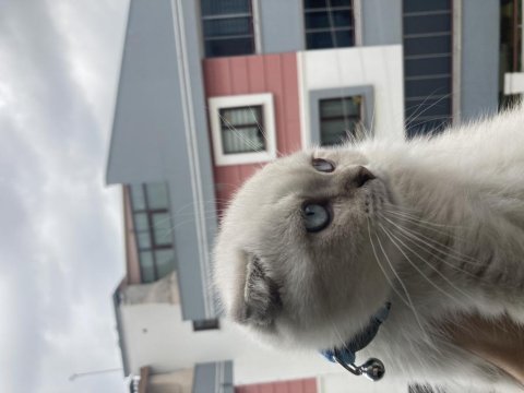 Scottish fold yavrumuza yeni bir yuva arıyorum