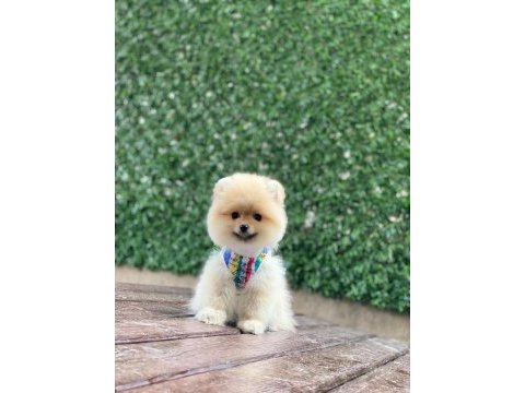 Güzellik harikası pomeranian bebekler