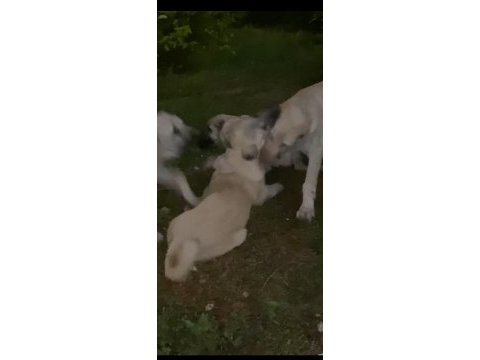 5 aylık üst düzey anadolu çoban köpekleri