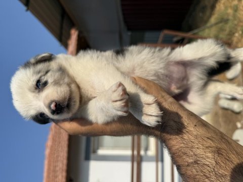 Blue merle ve siyah beyaz safkan border collie yavrular