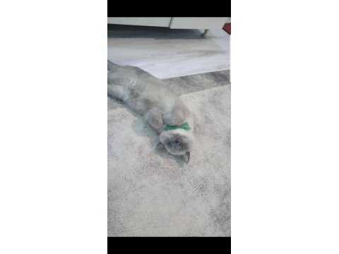 Blue point british shorthair