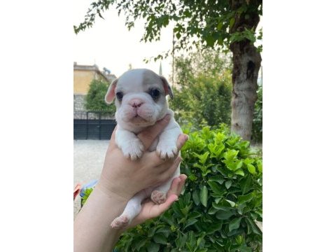 Rezeryeve açık dişi erkek french bulldog köpekler