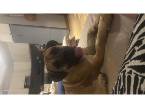 Kırma boxer bull mastif kısır çipli dişi 2 yaşında