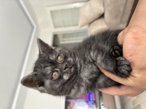 2 aylık sevimli erkek british longhair