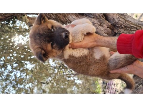 Son akita inu yavrumuz