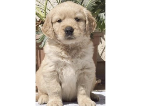 Golden retriever yavrusu