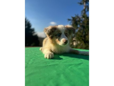 A kalite saf kan border collie yavrular