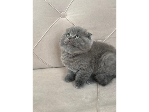 Top kafa ayı surat bebiş kedimiz