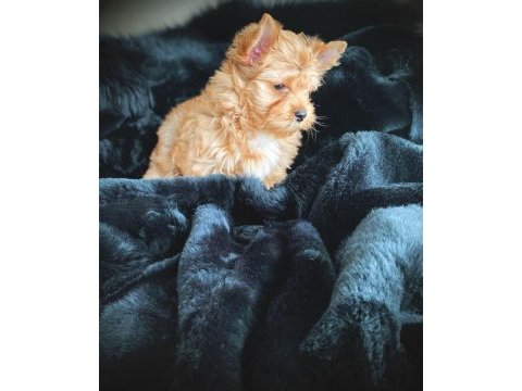 Show kaite exotic yorkshire terrier yavrularımız