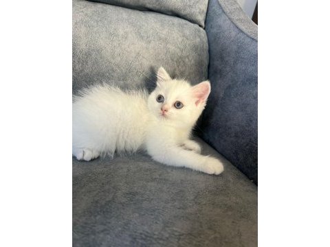 British shorthair silver point 70 günlük