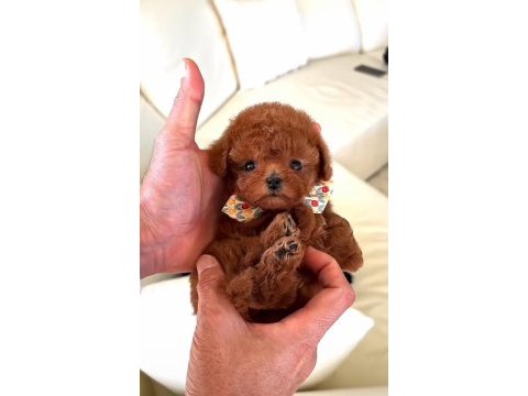 Yeni yıl hediyeniz toy poodle yavrular