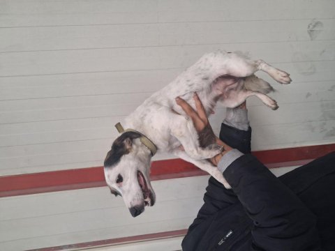 Manken jack russell kızımız