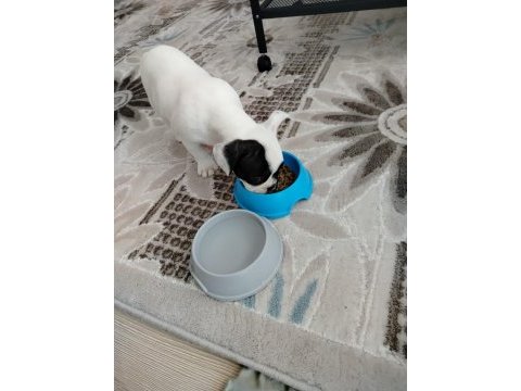 4 aylık french bulldog yavru sevgi dolu bir yuva arıyoruz