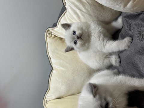 British shorthair blue point koca kafa bebekler