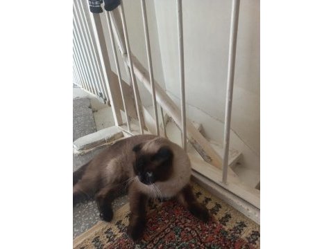 Scottish fold beyaz gri