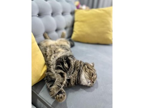 Scottish fold dişi kedimiz