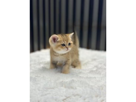Golden british shorthair show class