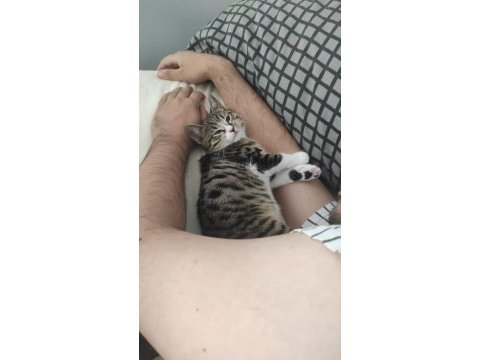 3 aylık yavru annesiz kediye yuva arıyoruz