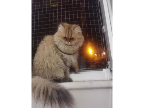 Ragdoll ile british kırması pamuk kedim