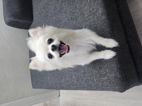 Yavru pomeranian ve anne