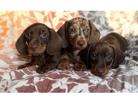Çikolata ve çikolata merle dachshund yavrular