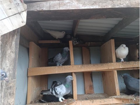 22 adet satılık güvercin