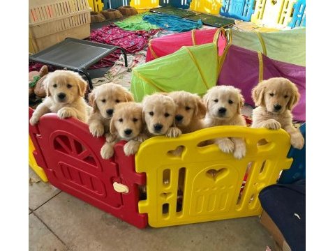 Golden retriever yavruları