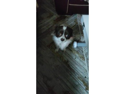 Şivava küçük boy köpeğimiz