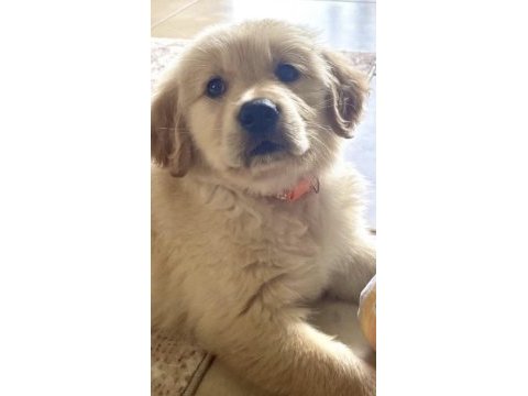 Golden retriever eğitimli köpeğimiz