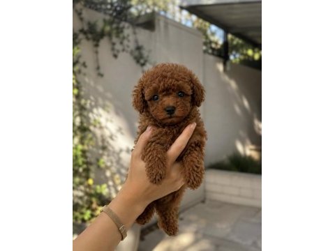 Özel renk toy poodle yavrular