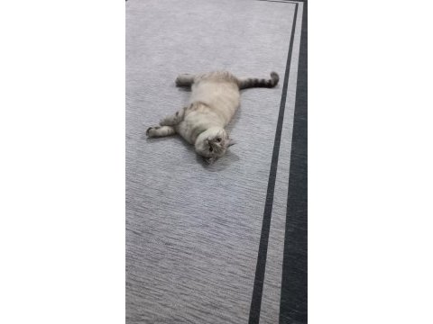 1.5 yaşında british shorthair