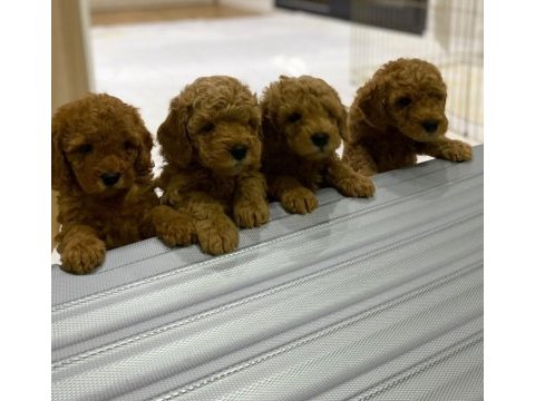Kendi toy poodle yavrularımız dişi - erkek