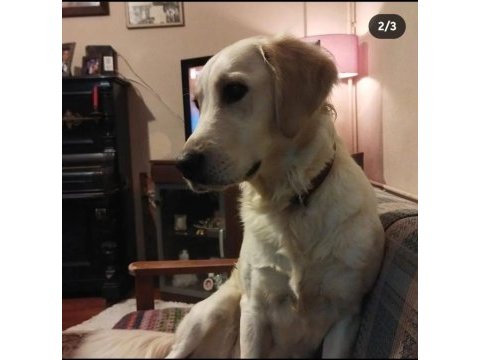Ücretsiz golden retriever sahiplendirilecektir