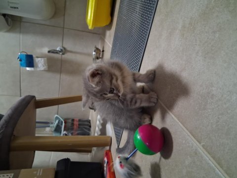 3 adet chinchilla yavrumuz yeni yuvalarını arıyorlar