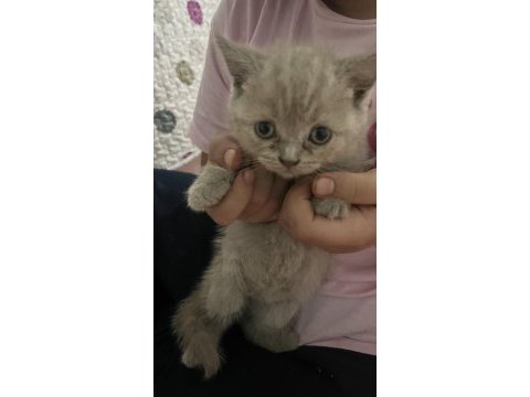Scottish anne kedi ve yavruları sahiplendirilecektir