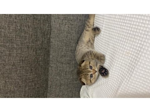Ufaklığımıza yuva arıyoruz scottish fold