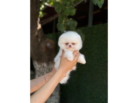 Pomeranian boo köpeği