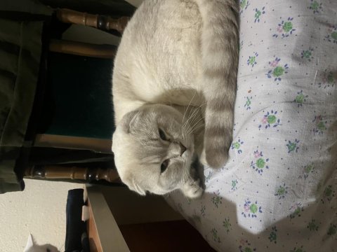 British shorthair teslime hazır