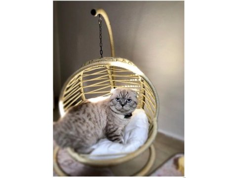 Ayı surat 14 aylık scottish fold