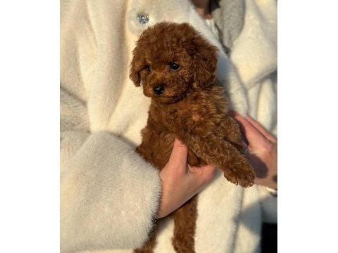 Toy poodle yavrularımız