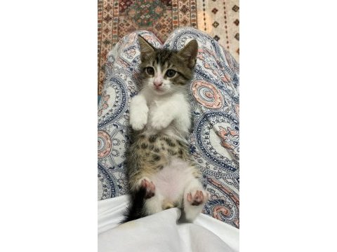 Bebek kedilerimiz yeni yuvalarını arıyor
