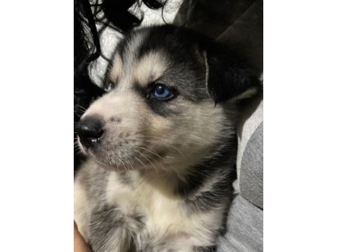 Sibirya kurdu husky