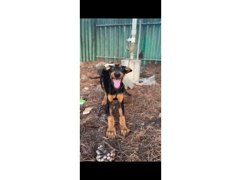4 aylık saf kan doberman