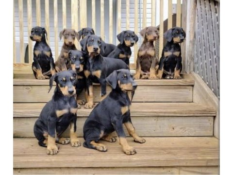 King bebeklerde son iki yavru doberman