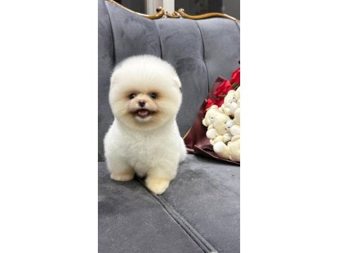 Orjinal pomeranian boo